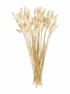 Lagurus|Kibek Online