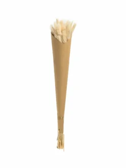 Lagurus|Kibek Online