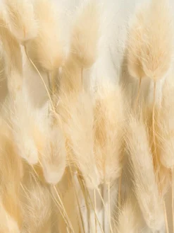 Lagurus|Kibek Online