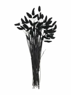 Lagurus|Kibek
