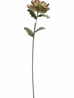 Softflower|Kibek Best