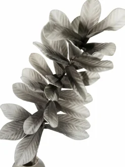 Softleaves|Kibek New